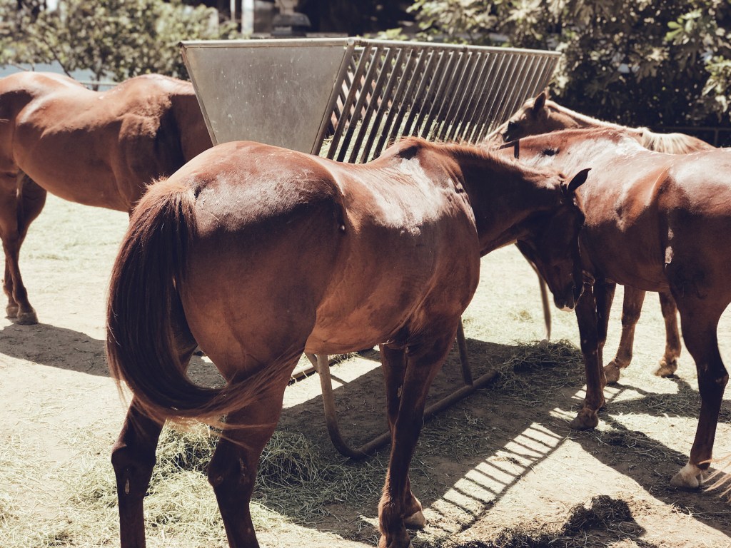 Horses grazing at the Griffith Park trail ride los angeles equestrian center