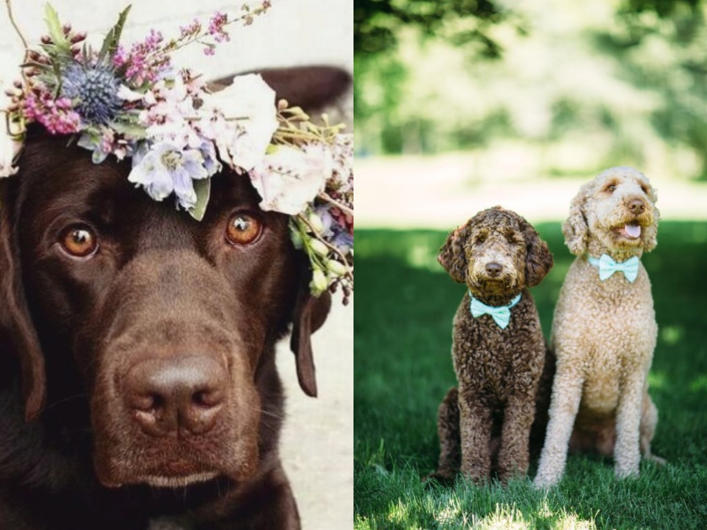 Chocolate labrador in wedding flower crown