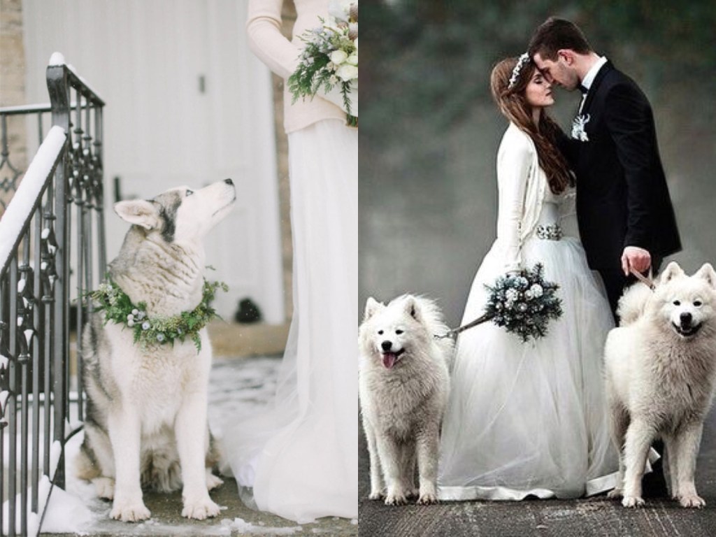 Siberian huskies with wedding garlands
