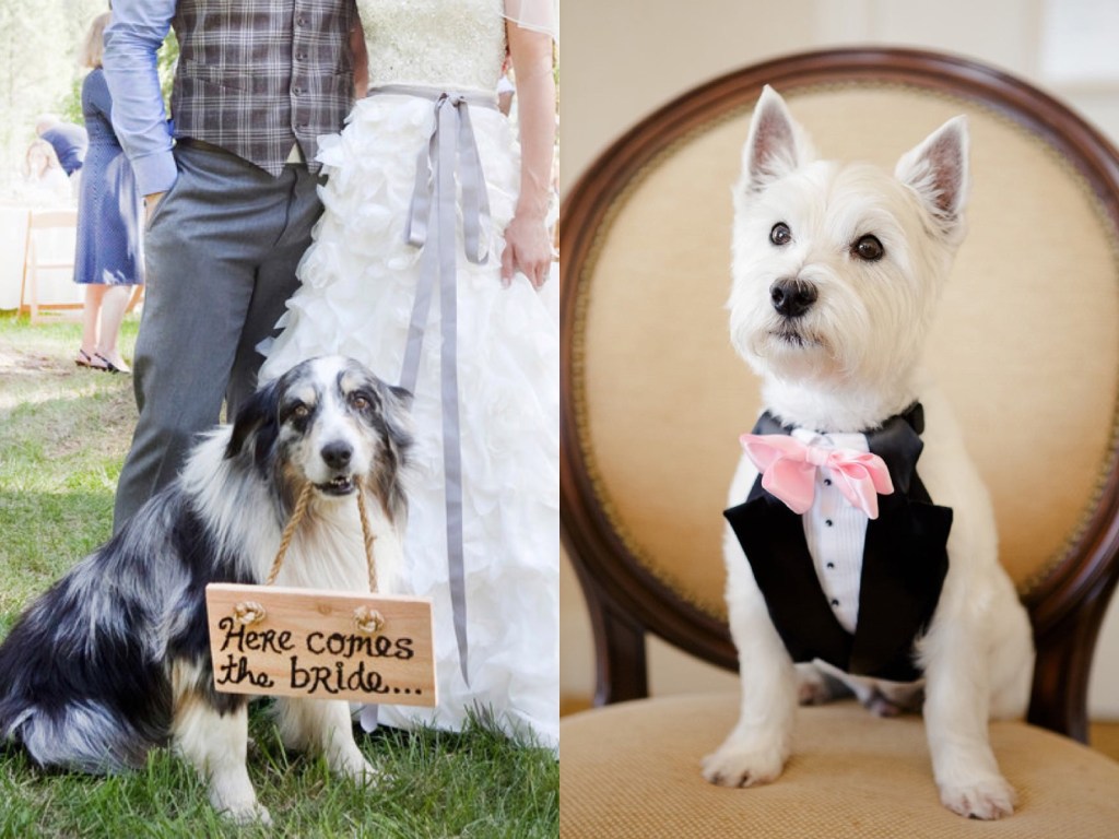 Australian shepherd wearing wedding garland