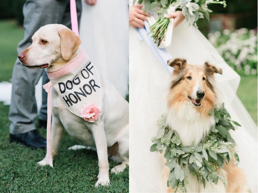 Sheltie dog wearing wedding garland wreath