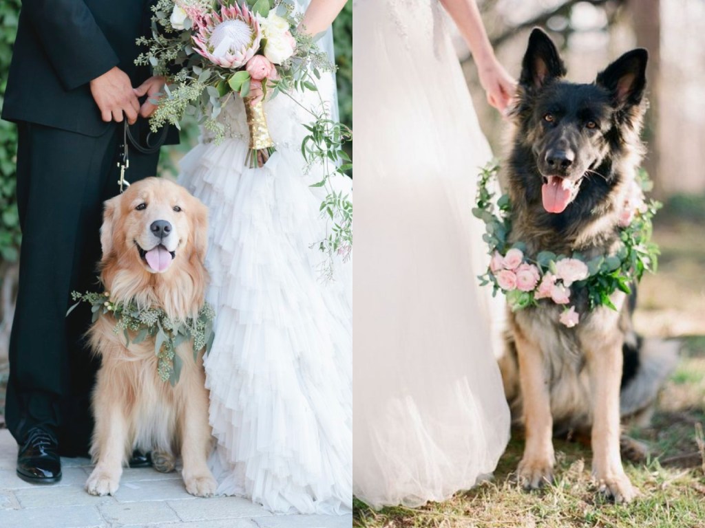 Golden Retriever and German Shephards in weddings